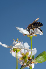 Honey bee (Apis mellifera) collecting pollen, Ukraine, Eastern E
