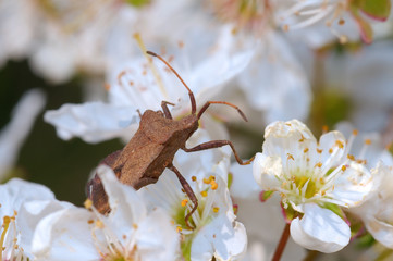 Spined stink bug (Picromerus bidens)