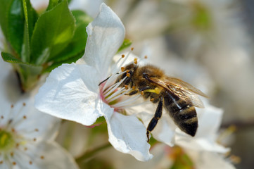 Honey bee (Apis mellifera) collecting pollen, Ukraine, Eastern E
