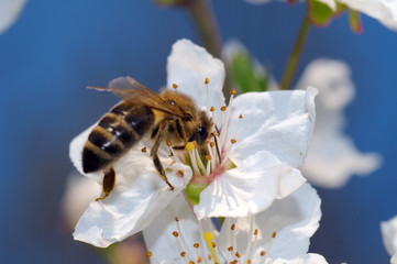 Honey bee (Apis mellifera) collecting pollen