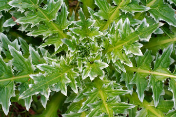 Obraz premium Dandelion flower head (Taraxacum sp.), Ukraine