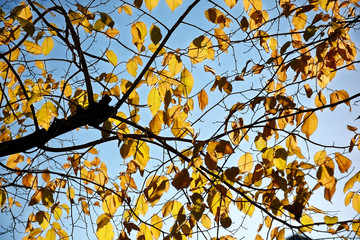 yellowing of tree leaves in the background of blue sky and branches in silhouette