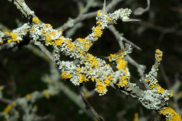 Lichen (Lichenes) Odessa region, Ukraine