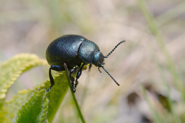 Leaf beetle (Timarcha tenebrionis) Odessa region, Ukraine