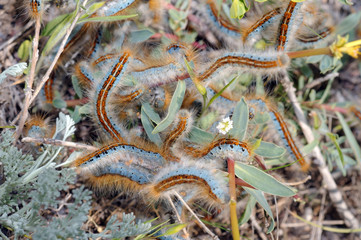 Greater burdock, edible burdock, burdock, lappa Arctium lappa La