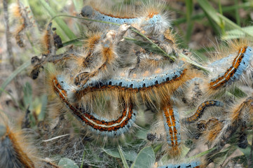 Greater burdock, edible burdock, burdock, lappa Arctium lappa La