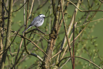 Bachstelze auf Nahrungssuche