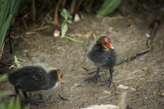 Coot (Fulica) young chicks, Gloucestershire
