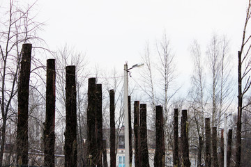 lot old poplar trees with the tops sawn off are standing in a row
