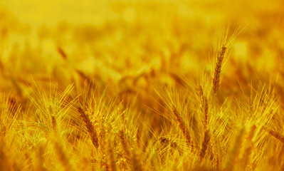 Spikelets of wheat close-up on the field before harvest.