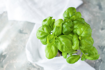 Fresh basil herb