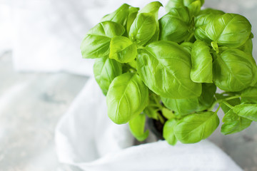 Fresh basil herb