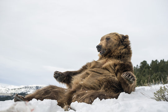 Brown bear (grizzly) (Ursus arctos), Montana