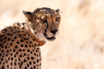 Cheetah in Sossusvlei, Namibia