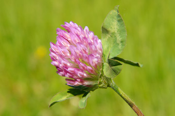Purple-globe Clover, owl head clover (Trifolium alpestre). Lake