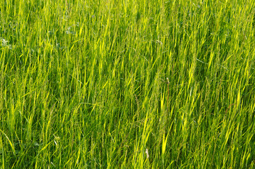 Obraz premium Green grass. Lake Baikal, Siberia, Russian Federation.