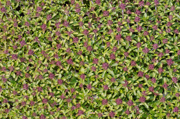 Wild flowers of Siberia. Lake Baikal, Siberia, Russian Federatio