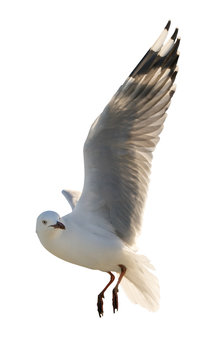 Flying seagull isolated on white
