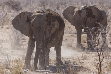 Tagged Elephant - Etosha Safari Park in Namibia