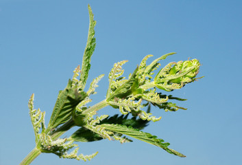 Annual Nettle, Dwarf Nettle, Small Nettle (Urtica urens). Lake B