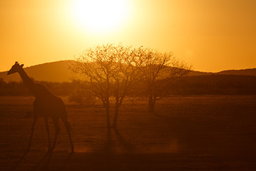 Fototapeta na wymiar Giraffe - Etosha Safari Park in Namibia