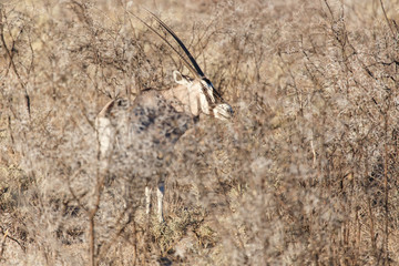 Oryx - Etosha Safari Park in Namibia