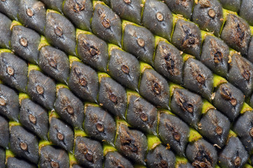 Sunflower (Helianthus annuus), close-up of seeds