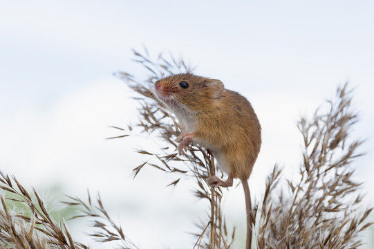 Eurasian harvest mouse (Micromys minutus), Devon