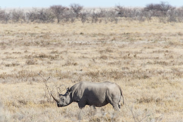 Fototapeta premium Black Rhino - Etosha Safari Park in Namibia