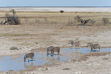 Fototapeta na wymiar Zebra - Etosha, Namibia