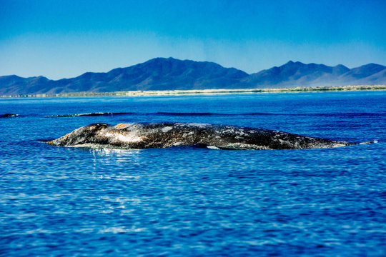 Grey Whales, Whale Watching, Magdalena Bay, Mexico