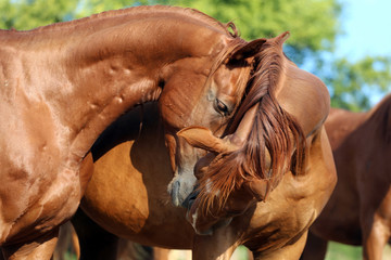 Youngsters playing on pasture