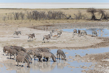 Fototapeta na wymiar Zebra at Waterhole - Etosha, Namibia