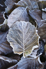 Herbstlaub mit Raureif