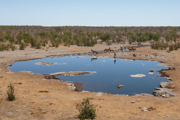 Zebra - Etosha, Namibia
