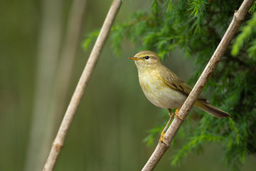 Willow Warbler