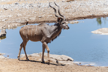 Kudu - Etosha Safari Park in Namibia