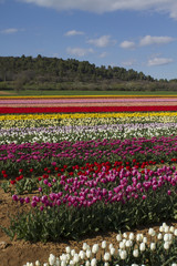 champs de tulipe dans la campagne Provençale 