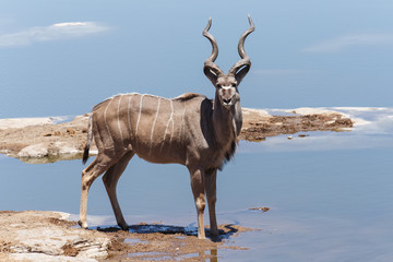 Kudu - Etosha Safari Park in Namibia