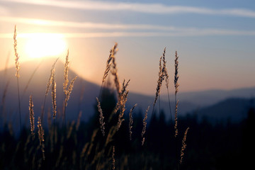 Fototapeta premium the grass in the morning sunlight