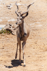 Kudu - Etosha Safari Park in Namibia