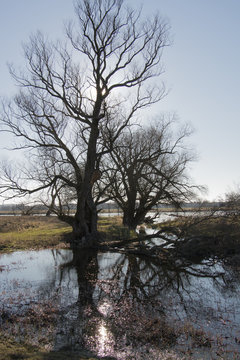 Trees on the river bank
