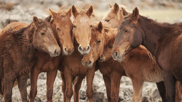 Semi-wild Mongolian horses keeping close in the Mongolian steppes, Mongolia