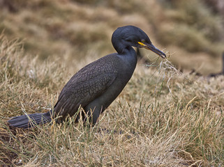Cormoront