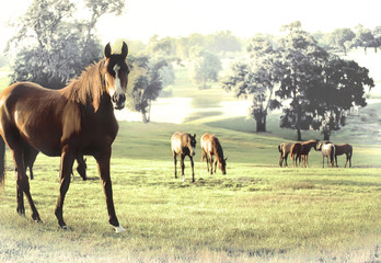 Arabian mares in scenic paddock.