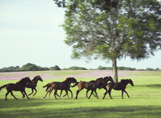 Herd of thoroughbred yearlings gallop across scenic paddock.