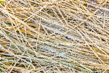 Ice structure on plants