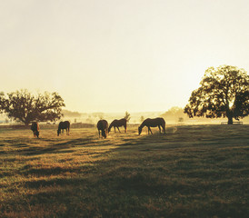 Naklejka na ściany i meble Herd of Thoroughbreds grazing on horizon at sunrise