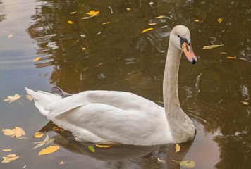 White mute swan on the lake in autumn