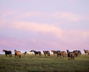 Obraz premium Herd of Thoroughbreds grazing on horizon at sunset